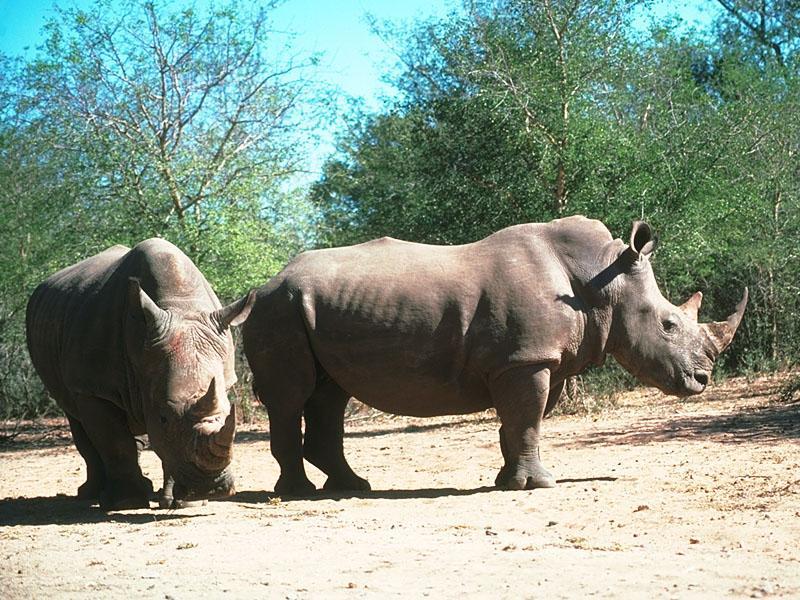 Rhinoceroses 18-In Forest.jpg