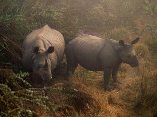 Rhinoceroses-Pair-In Forest.jpg