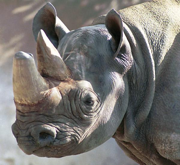 Rhinoceros-face closeup.jpg
