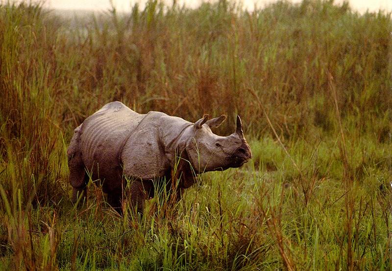 rhinoceros In Bush.jpg