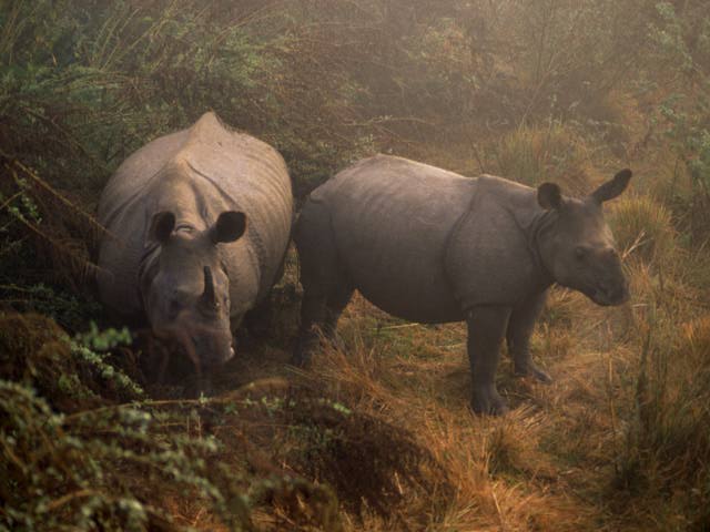 Rhinoceros In Mist.jpg