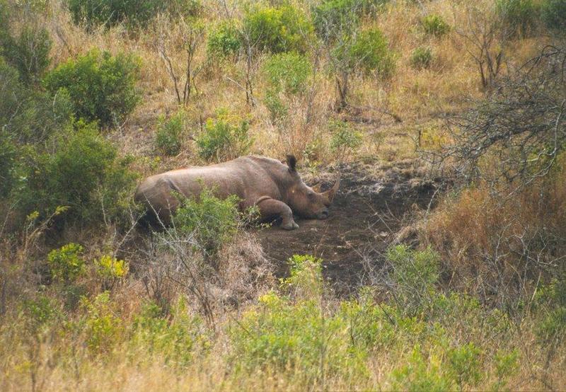 Rhinoceros-resting on mud in bush.jpg