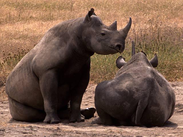 rhinos02.jpg