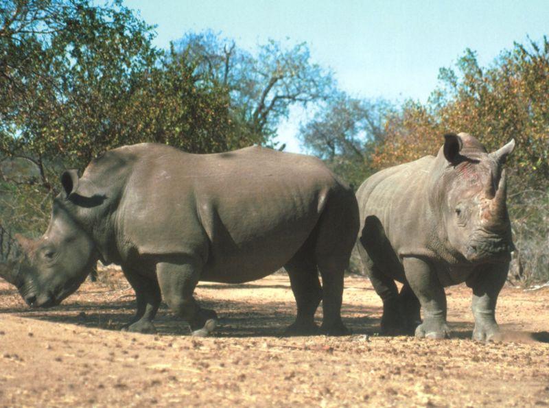 rhinos-White Rhinoceroses-by Joel Williams.jpg