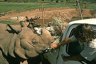SDZ 0065-Feeding-Rhinoceros.jpg