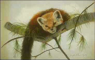 Djur17-Red Panda-on branch.jpg