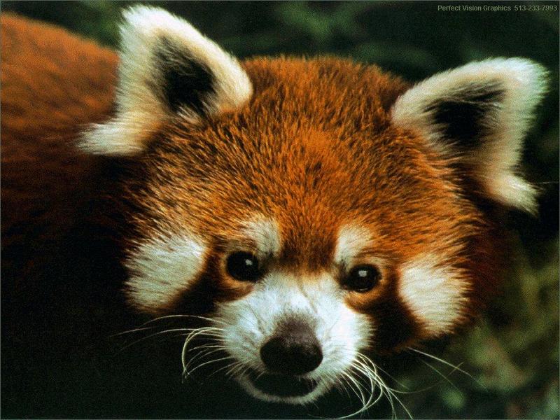 PVWild05-Red Panda-Face Closeup.jpg