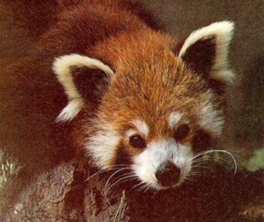Red Panda2-face closeup.jpg