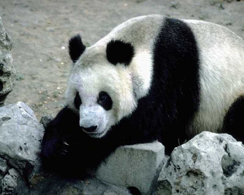 animalwild007-Giant Panda-On Rocks.jpg
