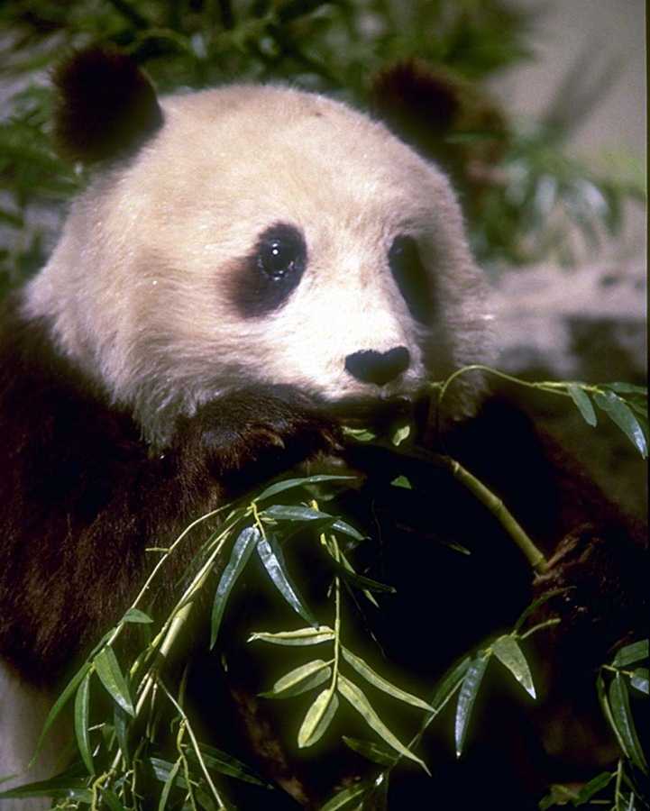 animalwild009-Giant Panda-Happy Dinner-Closeup.jpg