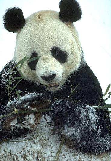 ATT00054-Giant Panda-Eating bamboo on snow-Closeup.jpg