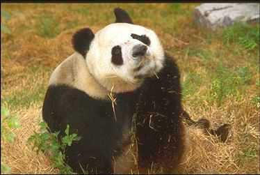 Giant Panda  1-on grass.jpg