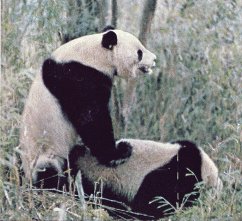 Giant Panda 1-mating pair.jpg