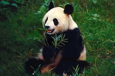 Giant Panda2-eating bamboo.jpg