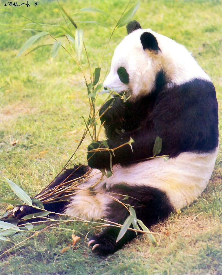 Giant Panda-eating bamboo sitting on grass.jpg