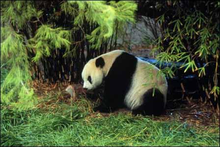 Giant Panda Cocaa.jpg