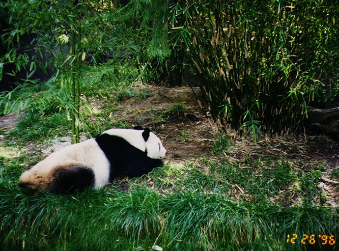 Giant Panda1a-Relaxing at edge of bamboo forest.jpg