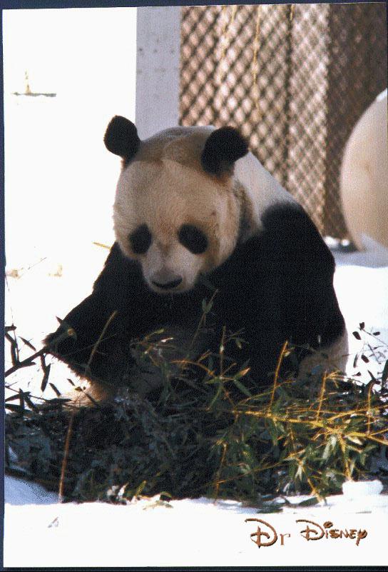 Giant Panda1-Eating Bamboo-On Snow-Zoo.jpg