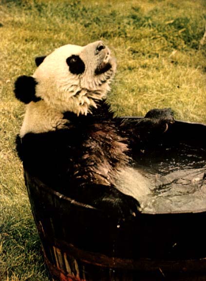 Giant Panda1-Happy Bath.jpg