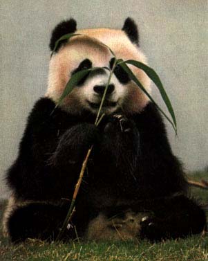 Giant Panda2-Happy Dinner-Bamboo.jpg