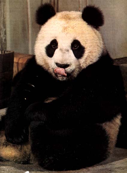 Giant Panda3-Licking Nose.jpg