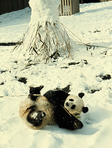 Giant Panda3-Romper-On Snow.jpg
