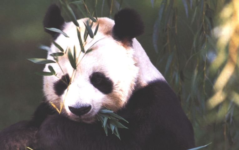 Giant Panda-eating bamboo leaves-closeup-by Joel Williams.jpg