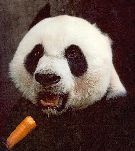 Giant Panda-Eating Carrot-Face Closeup.jpg