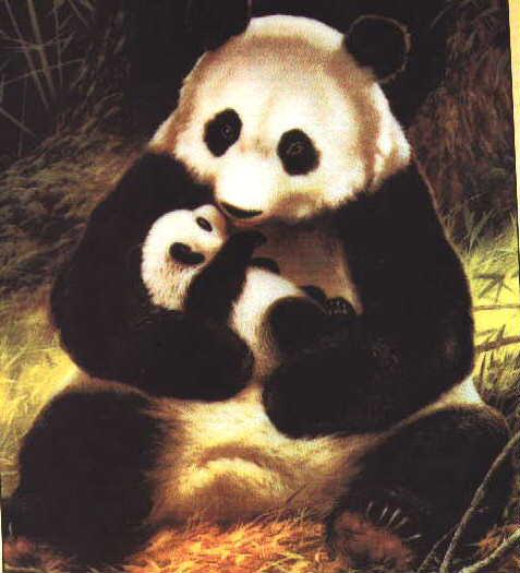 Giant Pandas-Mom nursing baby.jpg