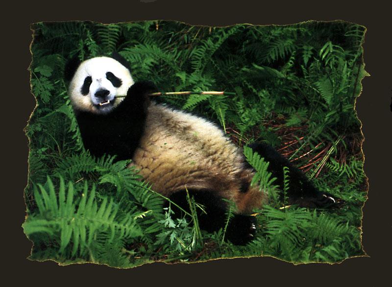 KsW-WWF-Panda-97-Giant Panda-eating bamboo in forest.jpg