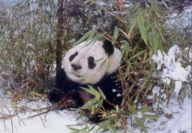 lj Giant Panda-Wolong Panda Reserve China.jpg