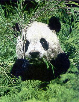 lj Wild Panda.jpg