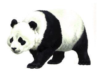 Mammals Clipart-Giant Panda.jpg