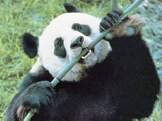 panda3-eats Bamboo.jpg