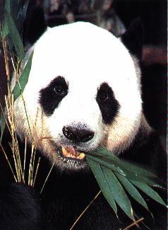 Panda Face-Eating Bamboo Leaves.jpg