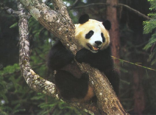 Panda-Giant Panda-young climbing tree.jpg