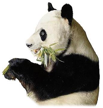 pani063-Giant Panda-eating bamboo-painting.jpg