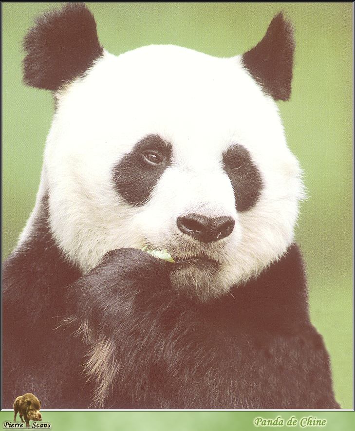 PO wl 070 Panda de Chine.jpg