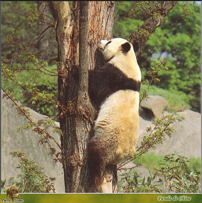 PO wl 071 Panda de Chine 2.jpg