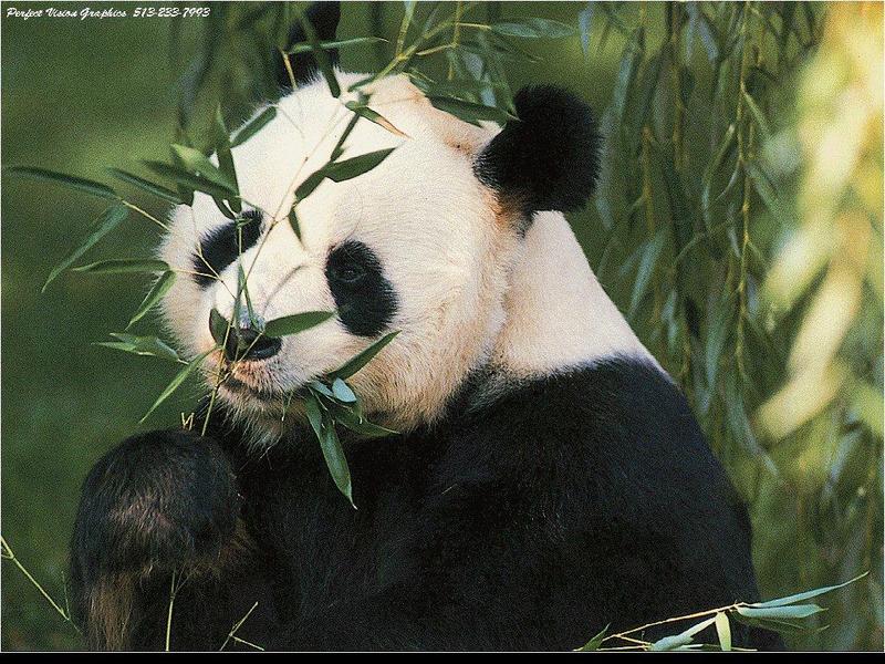 PVWild31-Giant Panda-Eating Bamboo.jpg
