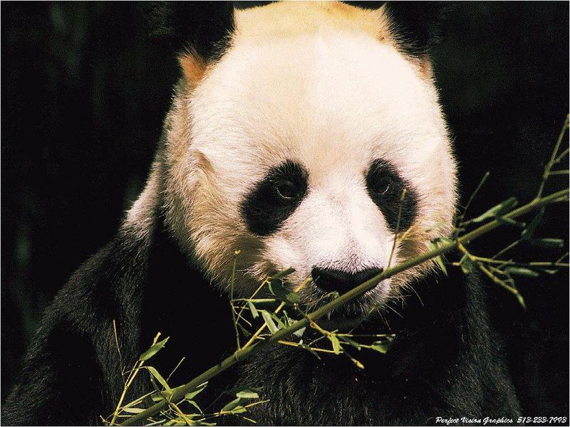PVWild33-Giant Panda-Eating Bamboo.jpg