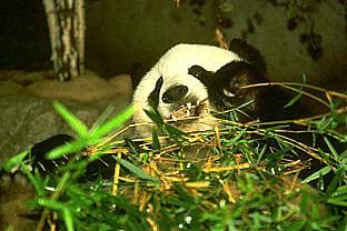 SDZ 0254-Giant Panda-Bamboo Dinner.jpg