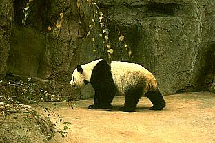SDZ 0257-Giant Panda-Wandering.jpg