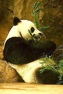 SDZ 0260-Giant Panda-Bamboo Dinner.jpg