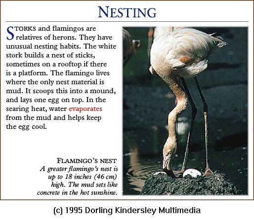 DKMMNature-Bird-Flamingo-Nursing Egg-Mud Nest.gif