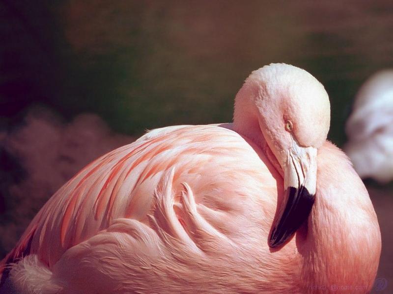 flaming1l-Flamingo-closeup.jpg