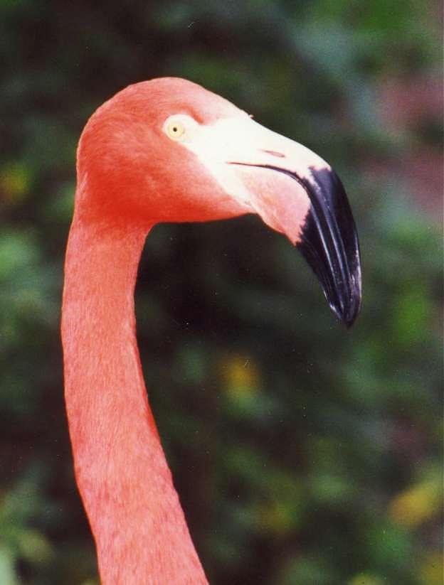 flamingo closeup.jpg