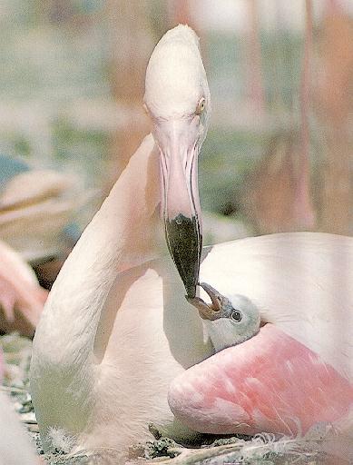 Flamingo2-Mom Nursing Baby Chick.jpg