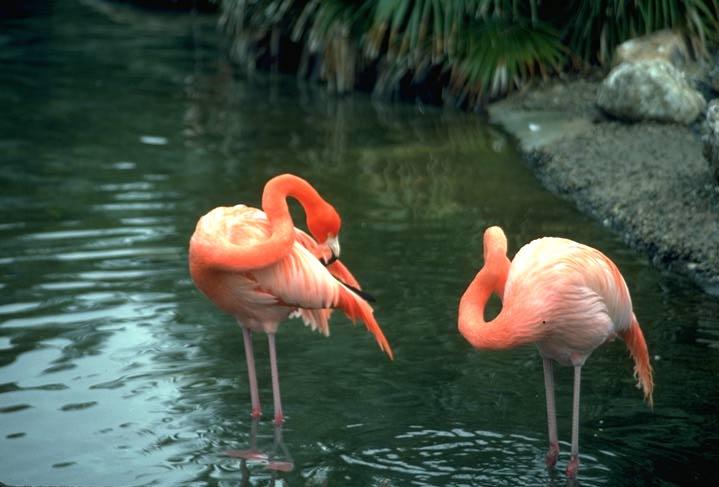flamingo43.jpg
