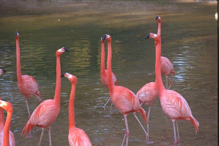 flamingoes01.jpg